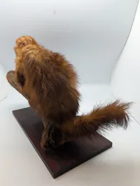 Vintage Taxidermy Mink on Natural Driftwood Base