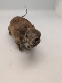 Udstoppet rotte (Taxidermi) Passer til SOE samlingen 