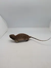 Udstoppet rotte (Taxidermi) Passer til SOE samlingen 