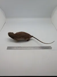 Udstoppet rotte (Taxidermi) Passer til SOE samlingen 