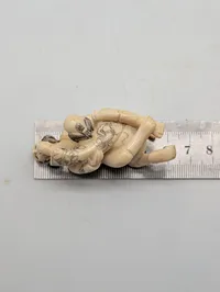 Antik JAPANESE HAND CARVED EROTIC NETSUKE FIGURES EDO / MEIJI PERIODE 