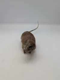 Udstoppet rotte (Taxidermi) Passer til SOE samlingen 