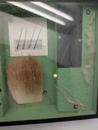 Vintage zoologisk undervisningsmontre med dyrehår og hudprøver
