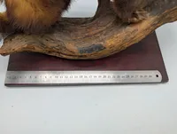 Vintage Taxidermy Mink on Natural Driftwood Base
