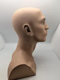 Mandlig mannequin-hovedbuste med realistiske træk