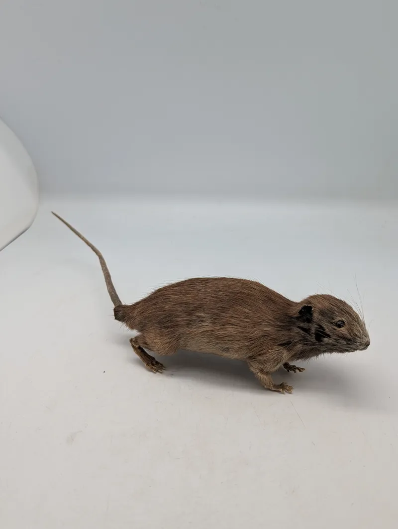 Udstoppet rotte (Taxidermi) Passer til SOE samlingen 