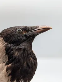 Udstoppet Gråkrage (Corvus cornix) på Træbase