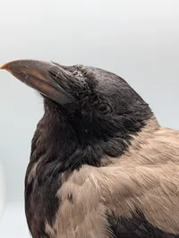 Udstoppet Gråkrage (Corvus cornix) på Træbase