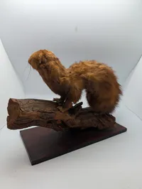 Vintage Taxidermy Mink on Natural Driftwood Base
