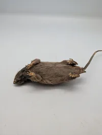 Udstoppet rotte (Taxidermi) Passer til SOE samlingen 