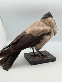 Udstoppet Gråkrage (Corvus cornix) på Træbase